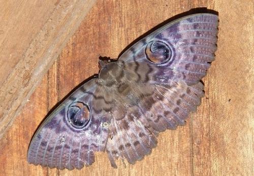 Erebus walkeri